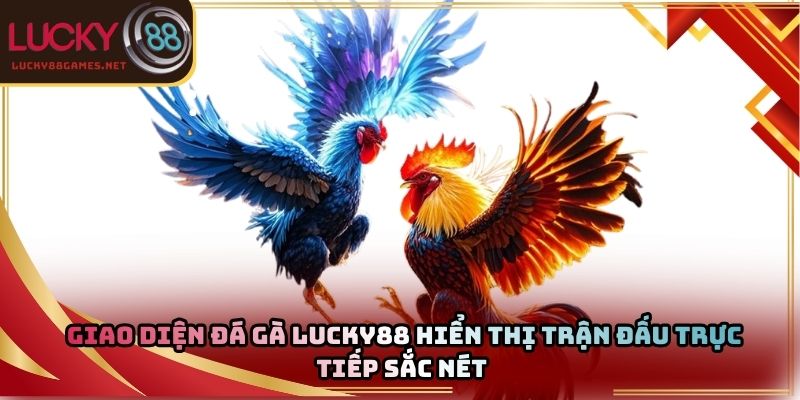 Giao diện đá gà Lucky88 hiển thị trận đấu trực tiếp sắc nét